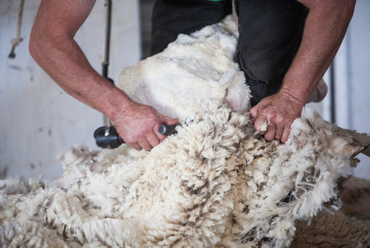 De reis van Merinowol: Van schaap tot duurzame mode